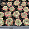 Sempervivum calcareum (w/pup)