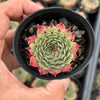 Sempervivum calcareum (w/pup)