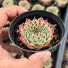 Sempervivum calcareum (w/pup)