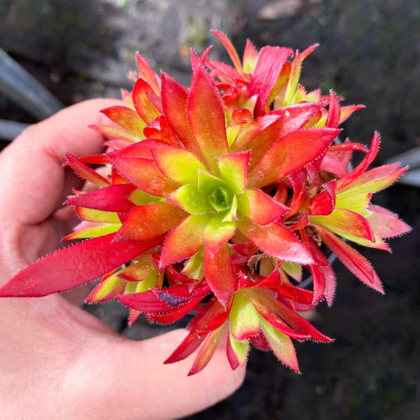 Aeonium 'Cornish Tribute' (CLUSTER)