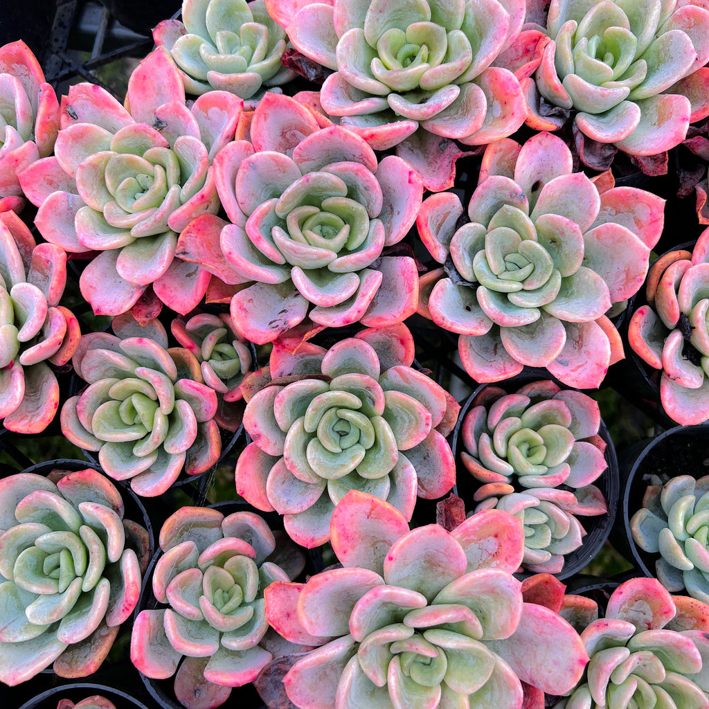 orpet succulent Pachyveria 'Orpet' (SPECIAL PRICE