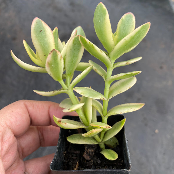 Crassula dejecta variegata – LET LOVE GROW (Succulent & Cactus)
