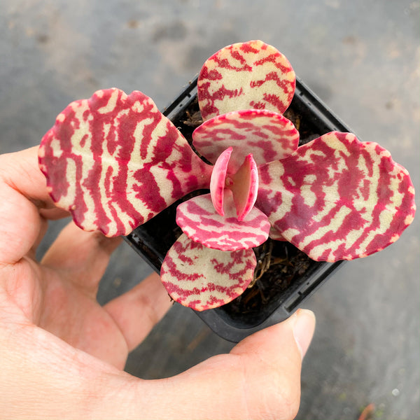 Kalanchoe 'Humilis'