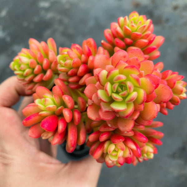 Sedum 'Joyce Tulloch'