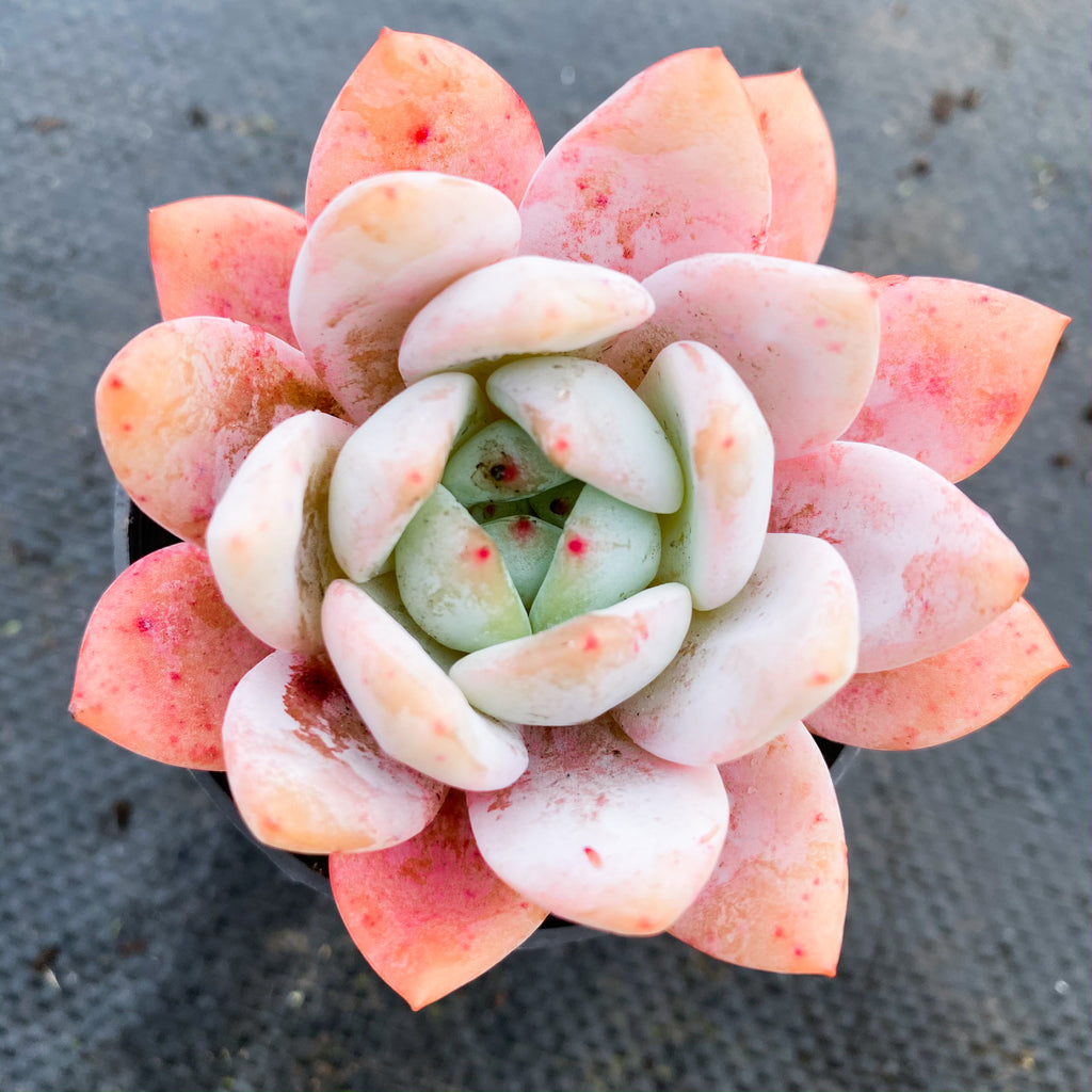 orange monroe succulent Echeveria Monroe – LET LOVE GROW (Succulent & Cactus)