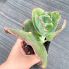 Echeveria 'Bumps' (Bump leaf )