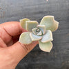 Graptopetalum sp. (Reversion from variegated form) (1 X CUTTING)
