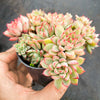 [PACK of 10 PLANTS] x Echeveria Mebina (CLUSTER)