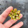 Echeveria 'Globuliflora' (1 x CUTTING)