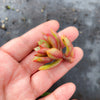 Echeveria 'Globuliflora' (1 x CUTTING)
