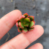 Echeveria 'Globuliflora' (1 x CUTTING)