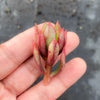 Echeveria 'Globuliflora' (1 x CUTTING)