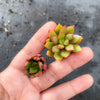 Echeveria 'Globuliflora' (1 x CUTTING)