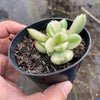 Cotyledon Tomentosa 'Bear's Paws' variegata (WHITE)(XS)