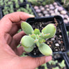 Cotyledon woodii (Grey Form)