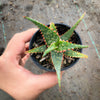 Aloe cv. Carmine