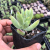 Cotyledon woodii (Grey Form)