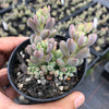Graptopetalum pachyphyllum
