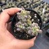 Graptopetalum pachyphyllum