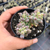 Graptopetalum pachyphyllum