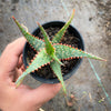 Aloe cv. Carmine