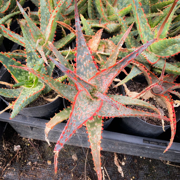 Aloe cv. Carmine