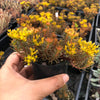 Sedum 'Chocolate Ball'