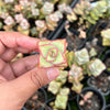 Crassula perforata 'Conjuncta' [Giant form] (1 x CUTTING)