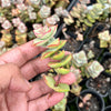 Crassula perforata 'Conjuncta' [Giant form] (1 x CUTTING)