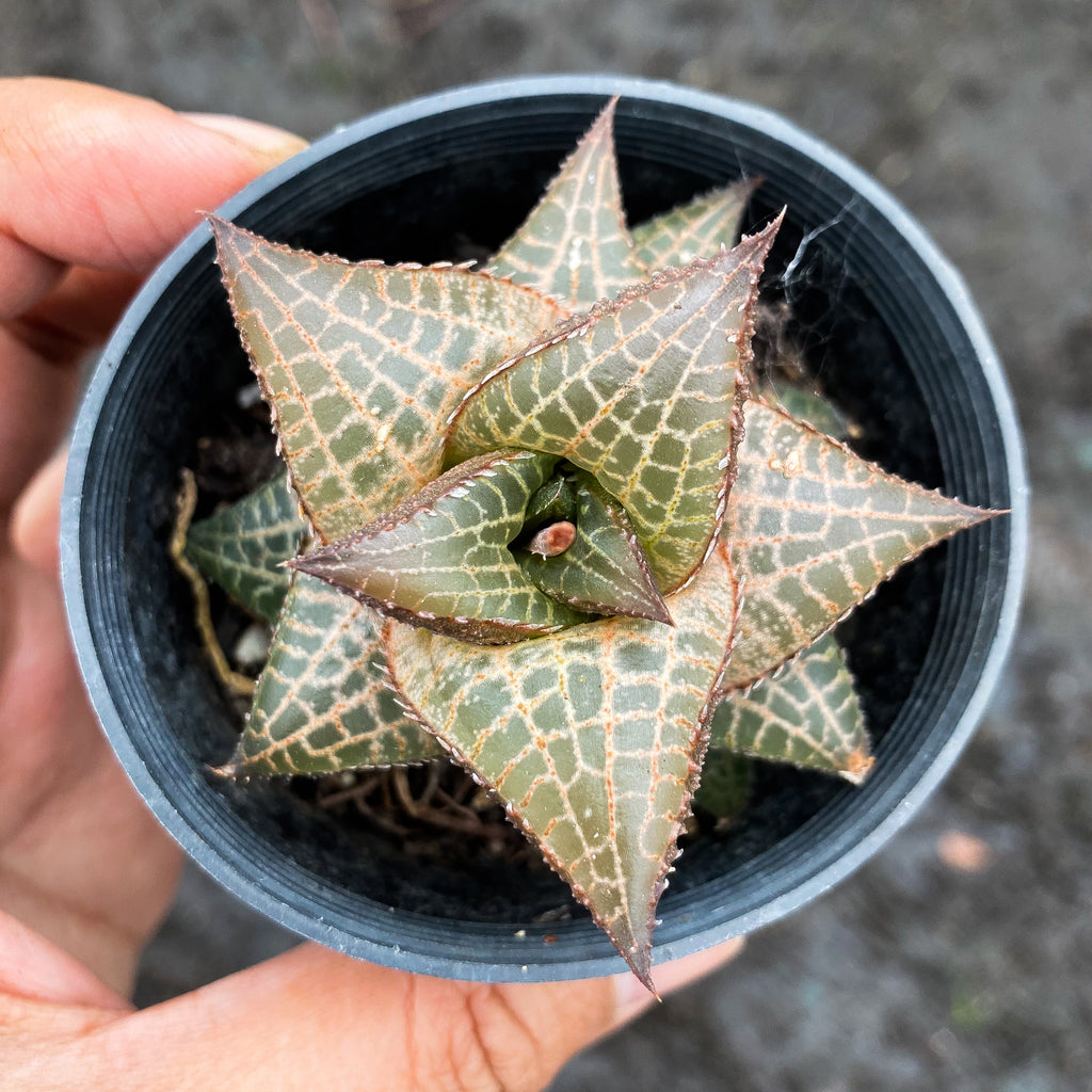 venosa succulent Haworthia venosa subsp. tessellata – LET LOVE GROW (Succulent & Cactus)