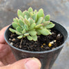 Echeveria minima x ballsii (w/pup)(PLANT)