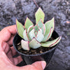 Echeveria strictiflora (XS)