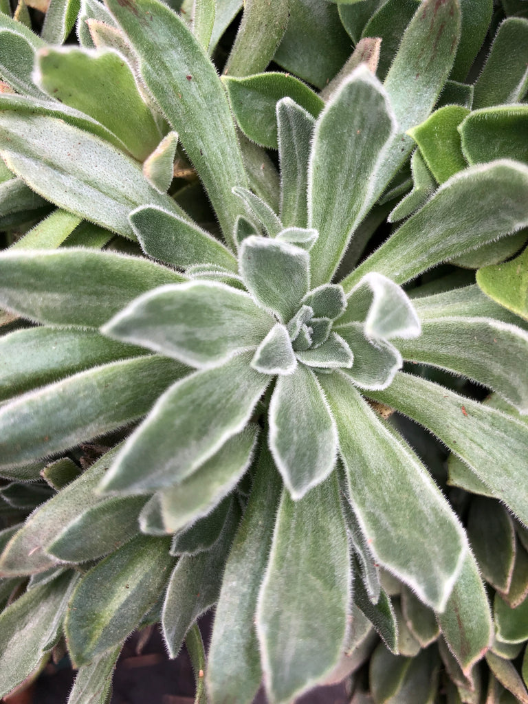 [20 CUTTINGS PACK]  x Aeonium 'Ballerina'