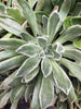 [20 CUTTINGS PACK]  x Aeonium 'Ballerina'