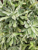 [20 CUTTINGS PACK]  x Aeonium 'Ballerina'