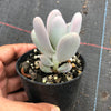 Pachyphytum glutinicaule