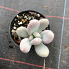 Pachyphytum glutinicaule