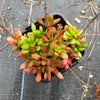 Crassula pubescens subsp. radicans