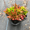 Crassula pubescens subsp. radicans