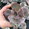 Echeveria 'Lolita'