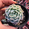 Echeveria 'Elegans' (Mexican Snowball)