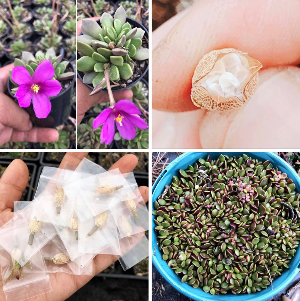 [SEED CAPSULE] Anacampseros telephiastrum (20+ seeds in one capsule)