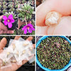 [SEED CAPSULE] Anacampseros telephiastrum (20+ seeds in one capsule)