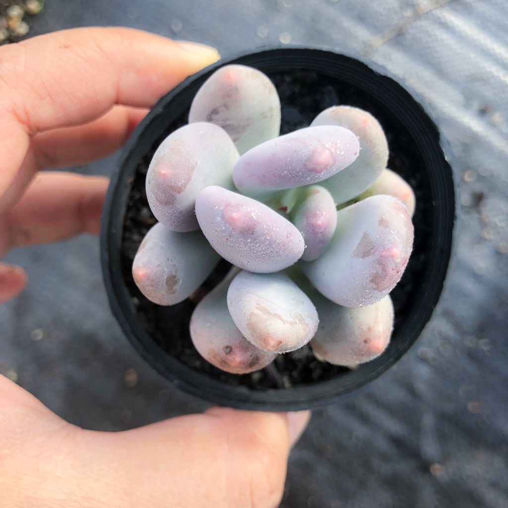 glutinicaule succulent Pachyphytum glutinicaule – LET LOVE GROW (Succulent & Cactus)