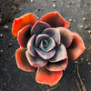 [PACK of 10 PLANTS] x  Echeveria cv. 'Blue Metal'