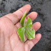 Crassula ovata variegata (1 x CUTTING)