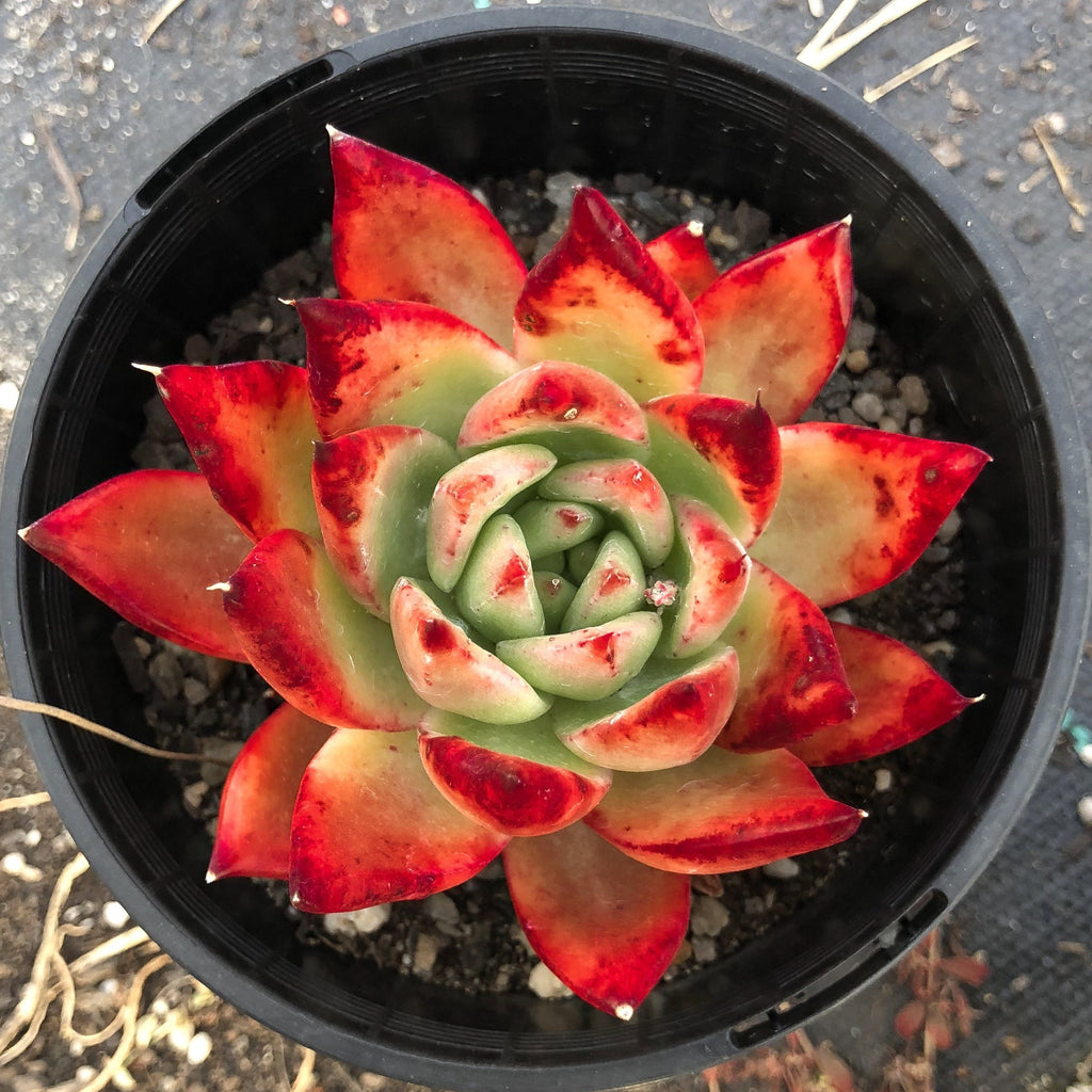 frank reinelt succulent Echeveria agavoides 'Frank Reinelt' – LET LOVE GROW (Succulent & Cactus)
