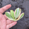Crassula ovata variegata (1 x CUTTING)