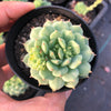 Echeveria 'Kircheriana'