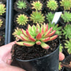 Echeveria 'Spruce Oliver'
